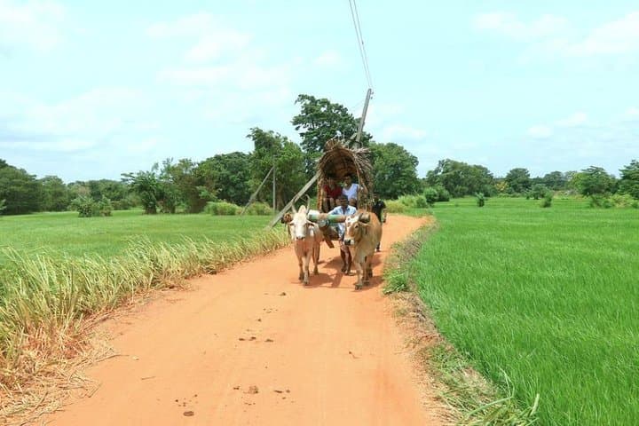 Sigiriya Village Tour: Bullock Cart Rides, Catamaran Trip & Authentic Sri Lankan Lunch photo 3