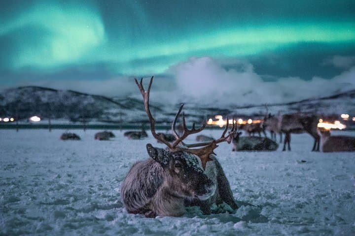Night Reindeer Sledding & Sami Camp Dinner near Tromsø — Chance to See the Northern Lights photo 5