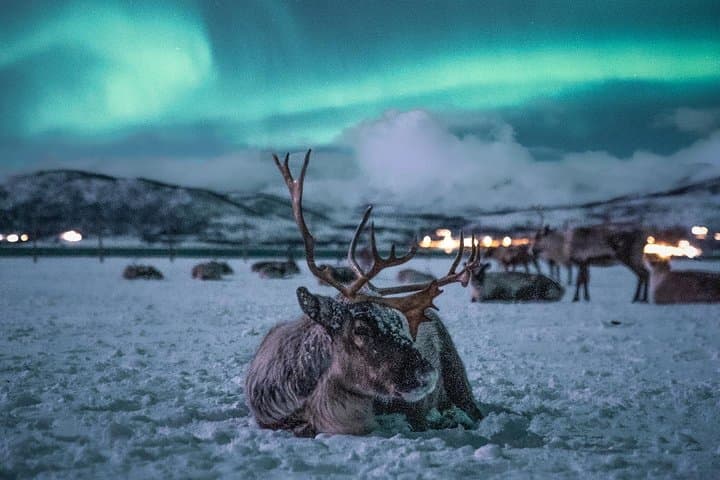 Reindeer Camp Dinner & Sami Culture Near Tromsø — Dinner, Joik, and Aurora Hunting photo 2