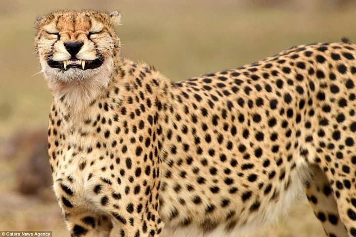 5-Day Maasai Mara & Lake Nakuru Safari: Big Five Game Drives and Rift Valley Views photo 2