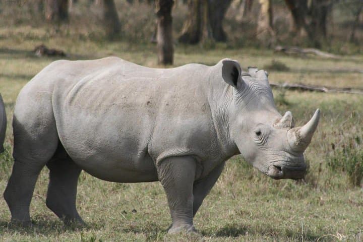 5-Day Maasai Mara & Lake Nakuru Safari: Big Five Game Drives and Rift Valley Views photo 6