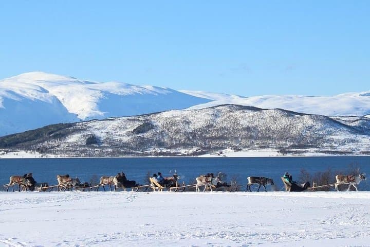 Reindeer Sledding & Sami Culture Near Tromsø: Short Sleigh Ride and Joik Experience photo 5