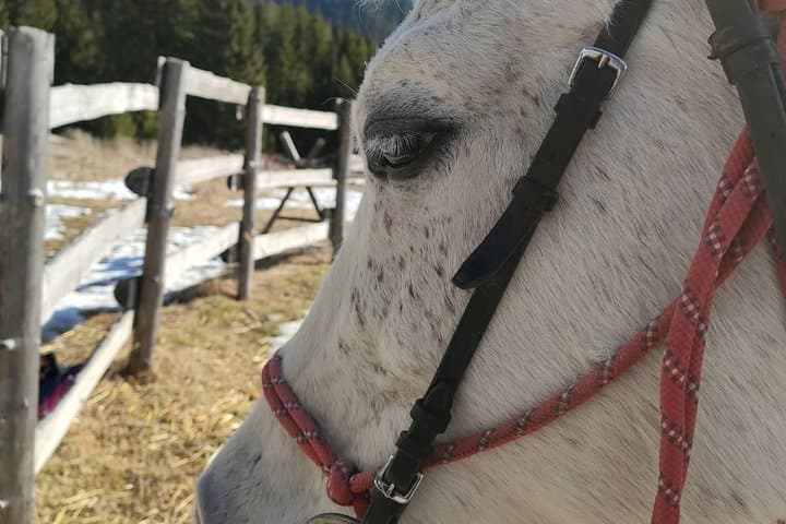 Ride Rila: Private 2-Day Horseback Adventure from Sofia photo 4