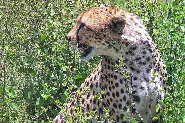 Nakuru, Naivasha & Maasai Mara: 5-Day Private Kenya Safari photo 4