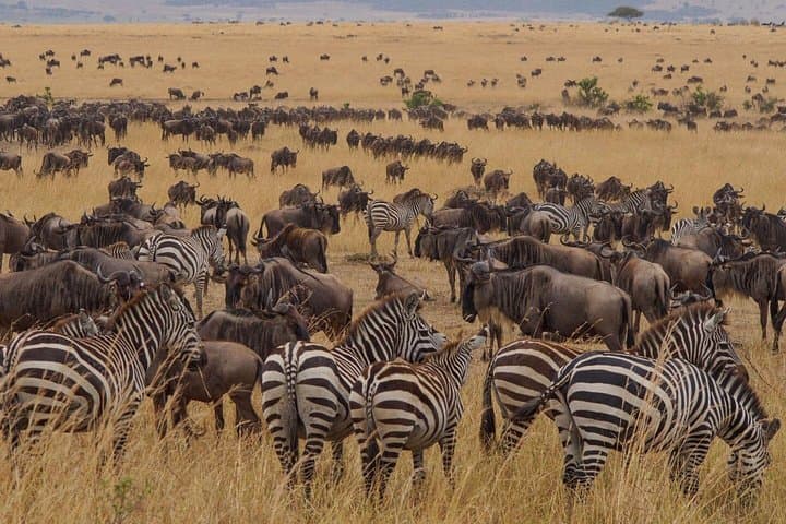 3-Day Jeep Safari in Maasai Mara — Big Five Game Drives from Nairobi photo 4