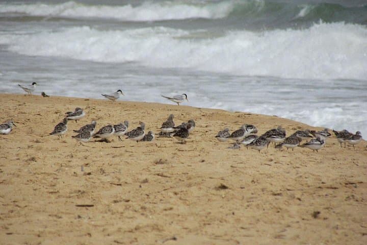 Alvor Dunes Half-Day Birdwatching — Boardwalk Birding in the Algarve photo 3