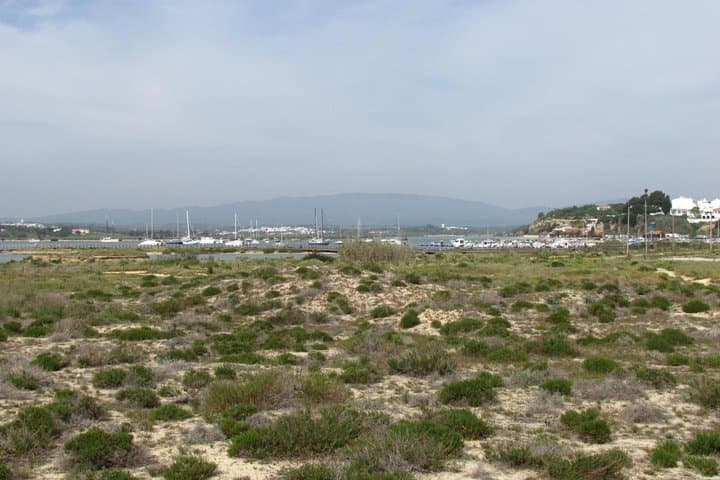 Alvor Dunes Half-Day Birdwatching — Boardwalk Birding in the Algarve photo 4