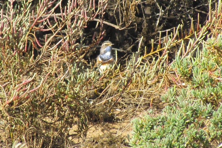 Alvor Dunes Half-Day Birdwatching — Boardwalk Birding in the Algarve photo 5