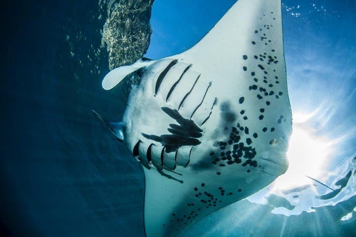 Discover Scuba Diving in Nusa Lembongan: 2-Day Manta Point Initiation photo 3