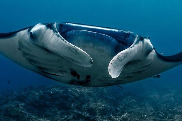 Discover Scuba Diving in Nusa Lembongan: 2-Day Manta Point Initiation