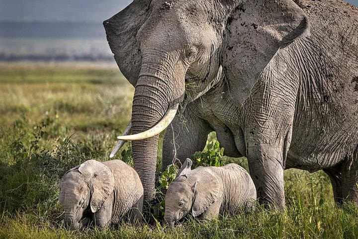 3-Day Camping Safari: Serengeti & Ngorongoro Crater photo 3