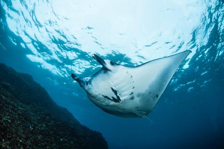 7 Fun Dives in Nusa Lembongan — Mantas, Mola Mola & Wrecks photo 2