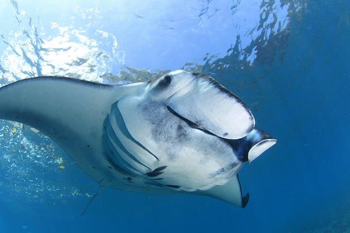 Open Water and Advanced Scuba Course in Nusa Lembongan - 3–4 Day PADI Certification Package photo 2