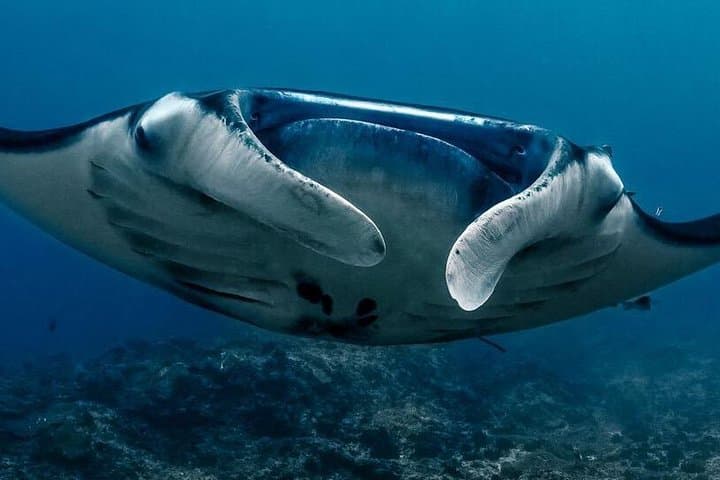 Open Water and Advanced Scuba Course in Nusa Lembongan - 3–4 Day PADI Certification Package photo 3