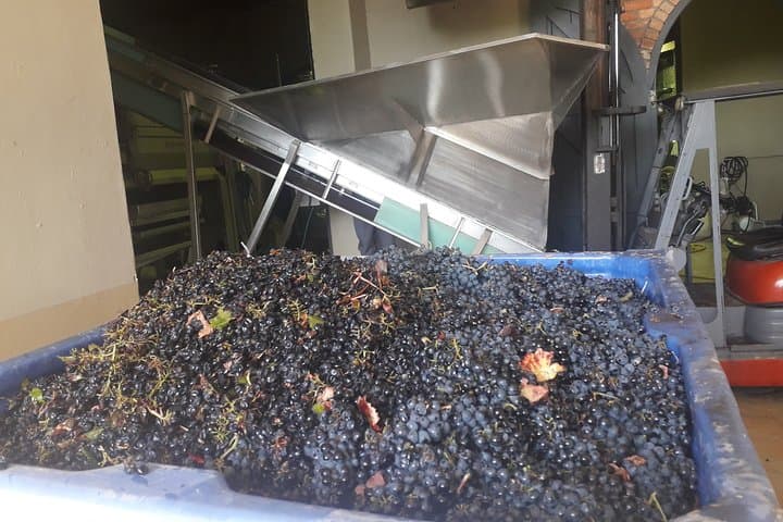 Stellenbosch Half-Day Wine Tour from Cape Town — Tastings, Cellar Visit & Pairings photo 4