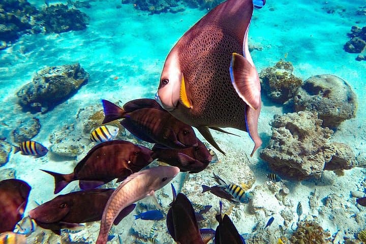 Pearl Island Snorkeling and Beach Day from Nassau — Lunch Included photo 3