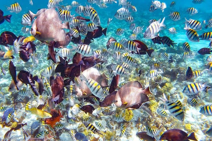 Pearl Island Snorkeling and Beach Day from Nassau — Lunch Included photo 2