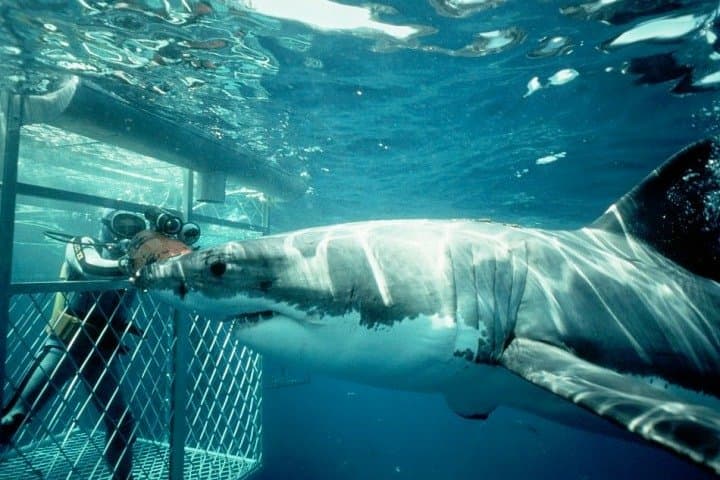 Gansbaai Shark Cage Diving: Full-Day Cage Dive from Cape Town