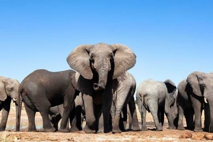 Addo to Cape Town: 6-Day Garden Route, Route 62 & Winelands Adventure photo 1