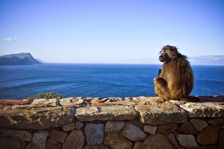 Gansbaai Shark Cage Diving: Full-Day Cage Dive from Cape Town photo 6