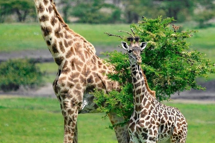 Day-Trip Safari to Tarangire National Park: Elephants, Baobabs & River Game Drives photo 2