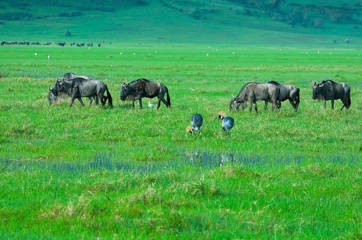 Day-Trip Safari to Tarangire National Park: Elephants, Baobabs & River Game Drives photo 1