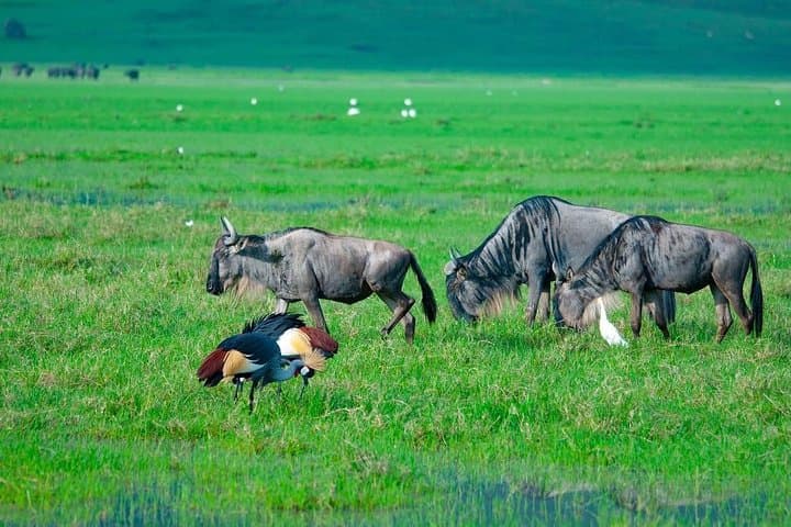 Day-Trip Safari to Tarangire National Park: Elephants, Baobabs & River Game Drives photo 3