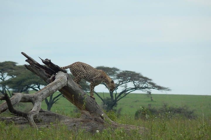 7-Day Mid-Range Safari: Lake Manyara, Serengeti, Ngorongoro & Tarangire photo 1