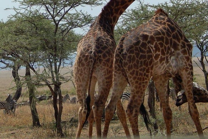 7-Day Mid-Range Safari: Lake Manyara, Serengeti, Ngorongoro & Tarangire photo 2