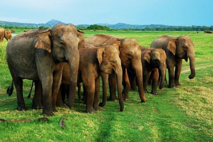 Private Minneriya & Kaudulla Safari from Sigiriya — See Wild Elephants in the Dry Zone photo 3