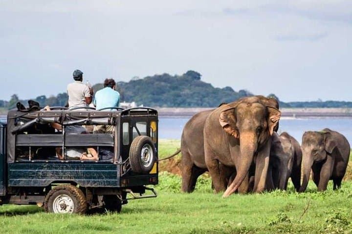 Private Minneriya & Kaudulla Safari from Sigiriya — See Wild Elephants in the Dry Zone