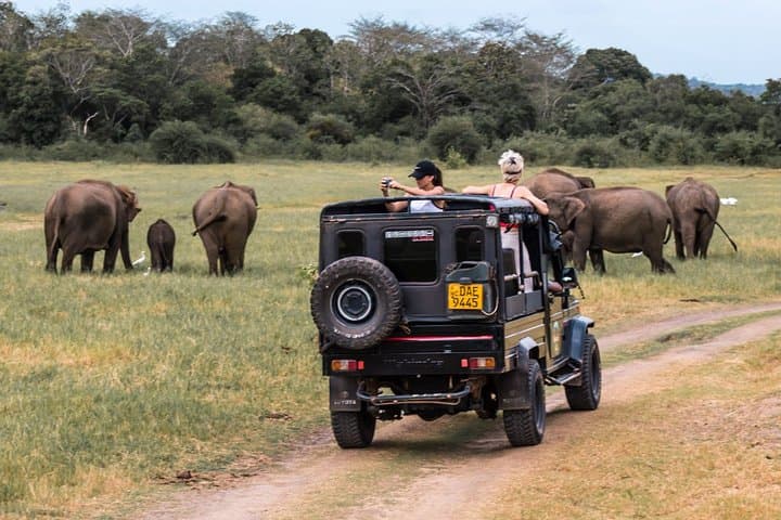 Private Minneriya & Kaudulla Safari from Sigiriya — See Wild Elephants in the Dry Zone photo 2
