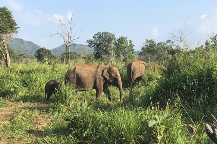 Private Minneriya & Kaudulla Safari from Sigiriya — See Wild Elephants in the Dry Zone photo 4