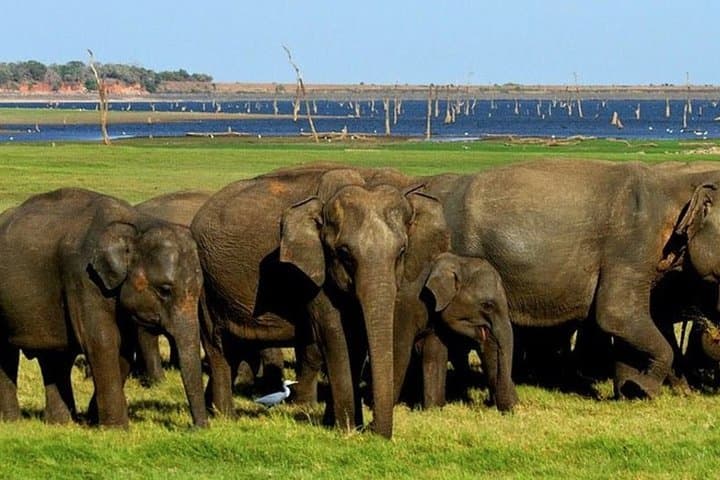 Private Minneriya & Kaudulla Safari from Sigiriya — See Wild Elephants in the Dry Zone photo 5