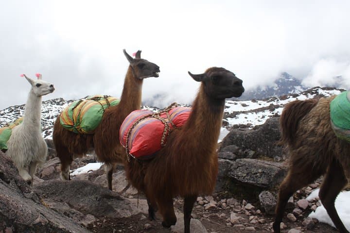 Lares Trek & Short Inca Trail: 5-Day Route to Machu Picchu