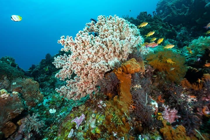 Snorkel Menjangan Marine Park: Shallow Reefs, Turtles & Deer Island photo 4