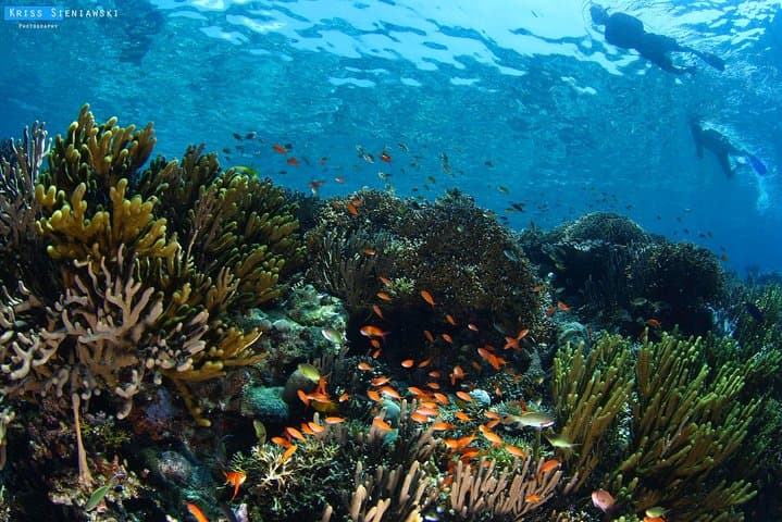 Snorkel Menjangan Marine Park: Shallow Reefs, Turtles & Deer Island