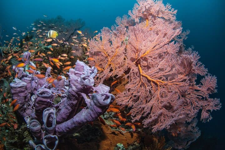 Snorkel Menjangan Marine Park: Shallow Reefs, Turtles & Deer Island photo 5