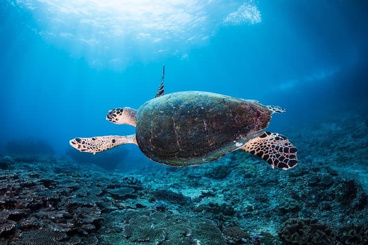 Snorkel Menjangan Marine Park: Shallow Reefs, Turtles & Deer Island photo 2