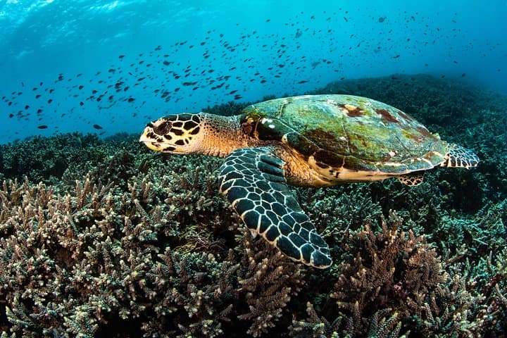 Snorkel Menjangan Marine Park: Shallow Reefs, Turtles & Deer Island photo 3