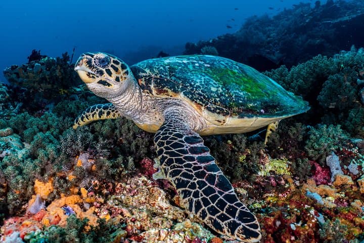Pemuteran Open Water + Advanced Scuba Course — Fast-Track Certifications in Bali photo 2