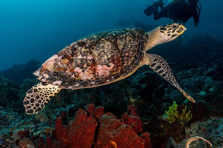 Open Water Course in Pemuteran: SSI Certification & Menjangan Marine Park Dives photo 3