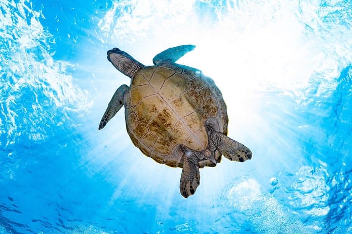 Open Water Course in Pemuteran: SSI Certification & Menjangan Marine Park Dives