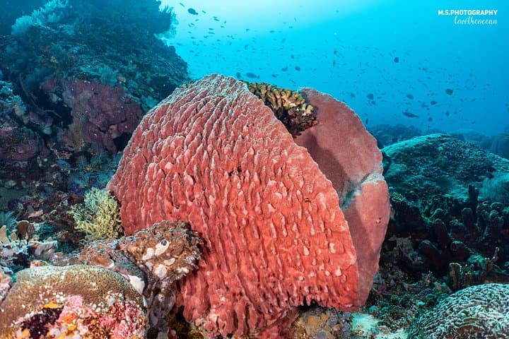 Open Water Course in Pemuteran: SSI Certification & Menjangan Marine Park Dives photo 6