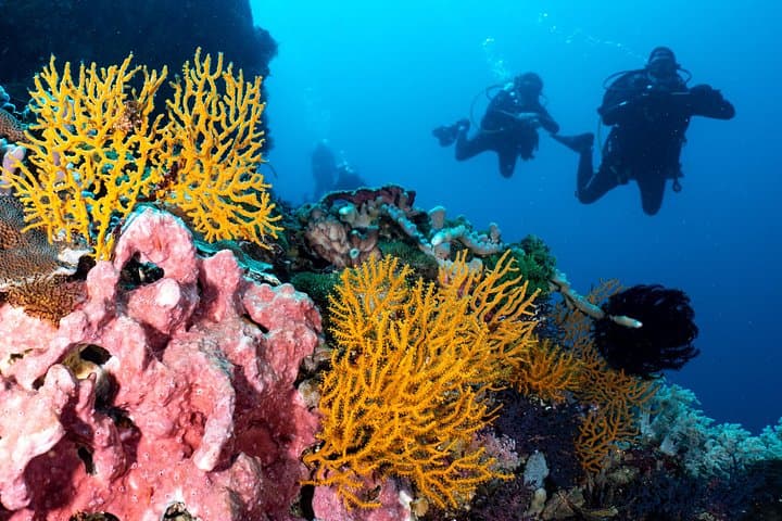Open Water Course in Pemuteran: SSI Certification & Menjangan Marine Park Dives photo 5