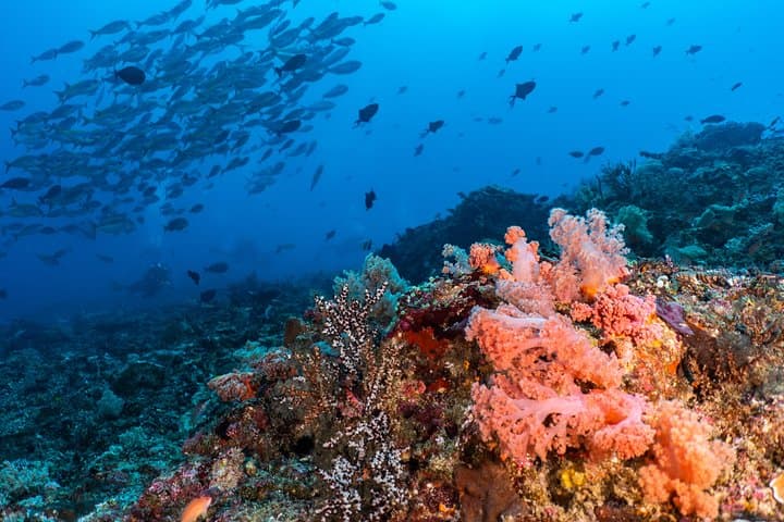 Pemuteran Open Water + Advanced Scuba Course — Fast-Track Certifications in Bali photo 4