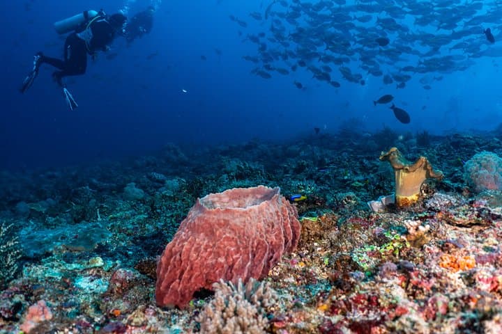 Pemuteran Open Water + Advanced Scuba Course — Fast-Track Certifications in Bali photo 5