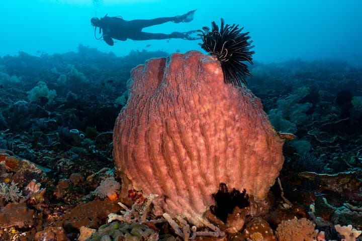 Pemuteran Open Water + Advanced Scuba Course — Fast-Track Certifications in Bali photo 6