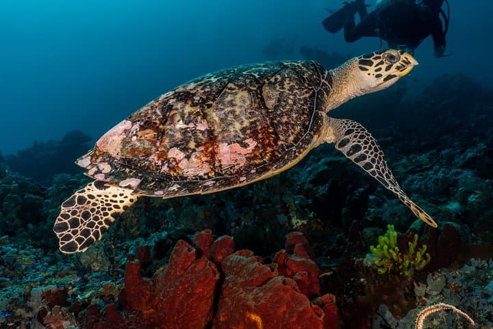 Pemuteran Open Water + Advanced Scuba Course — Fast-Track Certifications in Bali photo 3