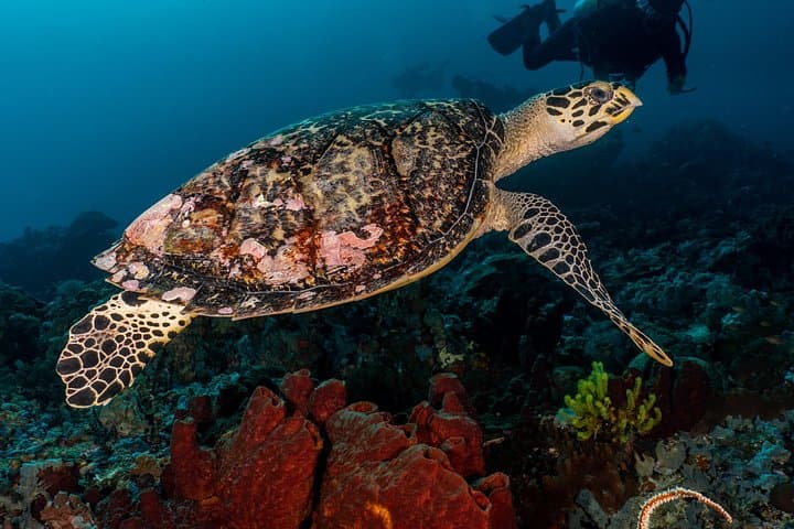 5 Fun Dives in Pemuteran: Exploring Menjangan Marine Park’s Top Dive Sites photo 3